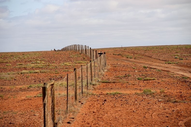 Собачий забор из колючей проволоки в Австралии
